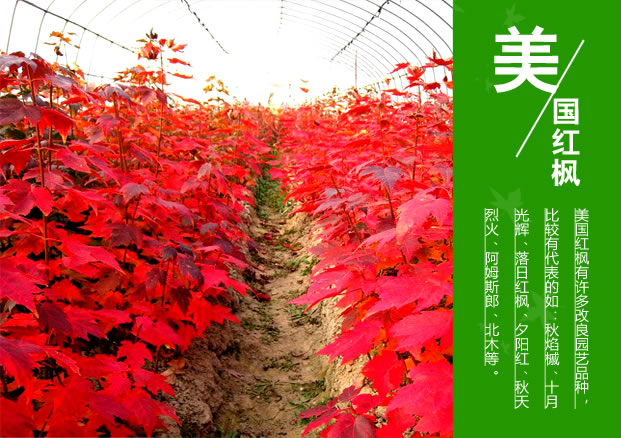 美國紅楓